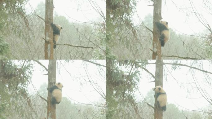 熊猫爬树视频素材
