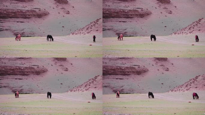 三江源沙化草原上的马