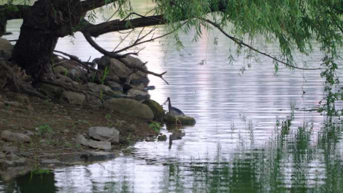 白鹭等各种鸟类在湿地公园栖息