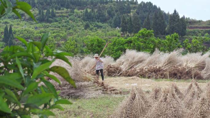 农村油菜成熟传统劳动