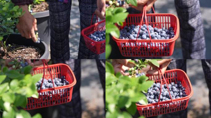 果园采摘蓝莓放入篮筐