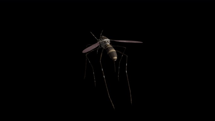 蚊子旋转单个