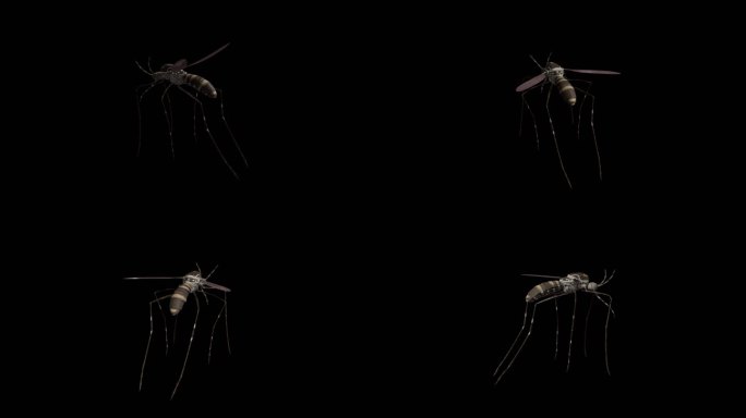 蚊子旋转单个