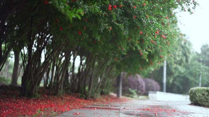 石榴树 石榴花开特写 石榴 石榴花