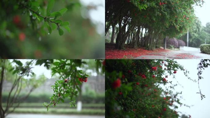 石榴树 石榴花开特写 石榴 石榴花