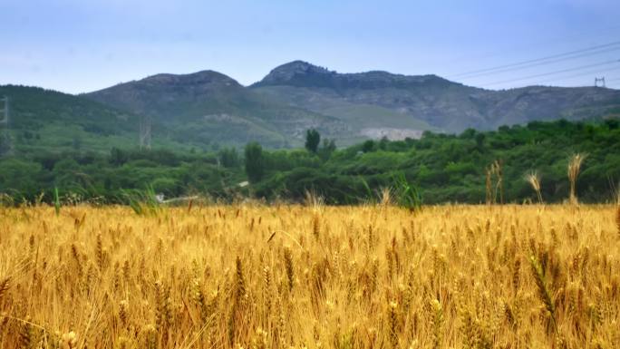 小麦麦子粮食丰收收获的季节金色麦穗
