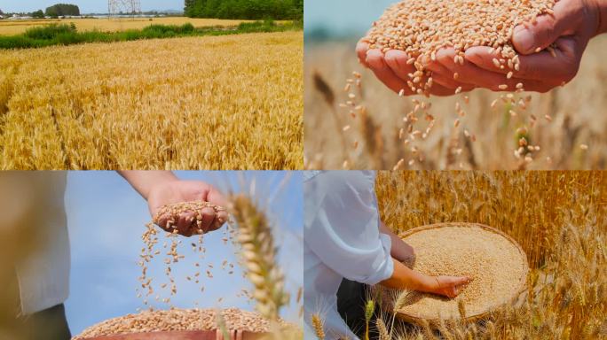 小麦麦田 麦子成熟