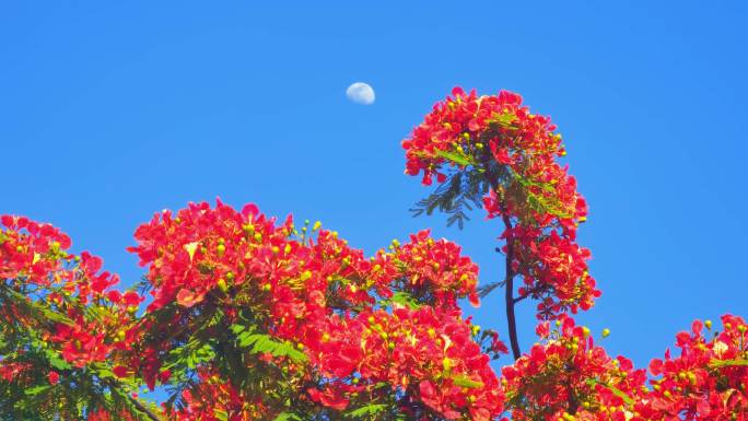 福建漳州夏日盛开的凤凰花和升起的月亮