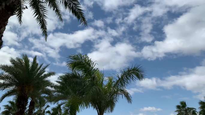 实拍夏天蓝天椰子树棕榈树