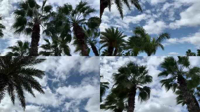 实拍夏天蓝天椰子树棕榈树