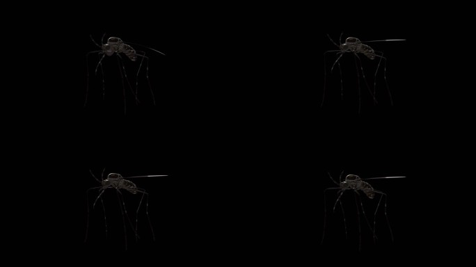 蚊子循环单个