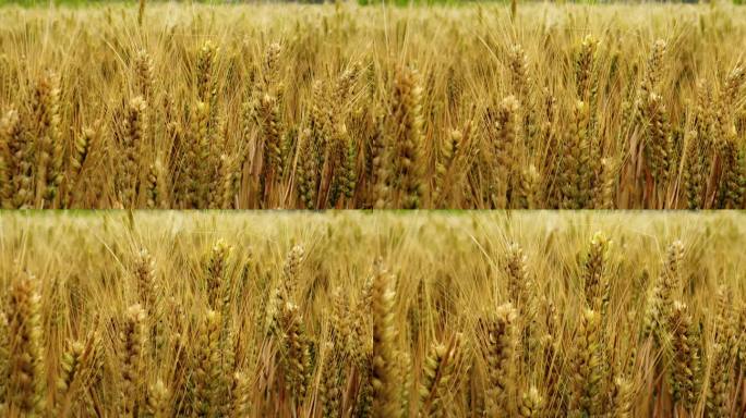 小麦麦子粮食丰收收获的季节金色麦穗