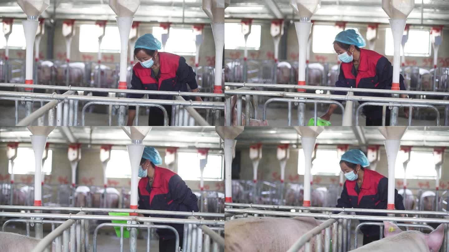 农业就业 农业经济 养殖业 养猪场戴口罩