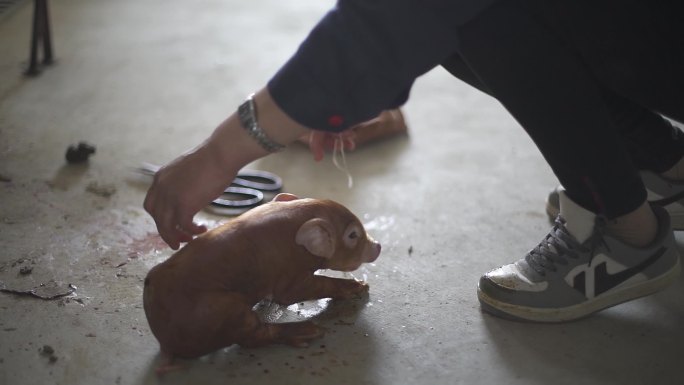 初乳 断奶 养猪 养殖业 扶贫 猪