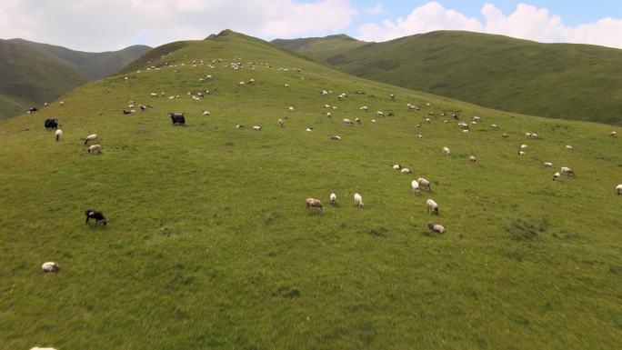 羊群  卖场  欧拉羊  蓝天   风景