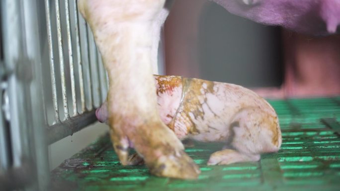 扶贫 猪圈 种猪 猪栏 科学饲养 饲养猪