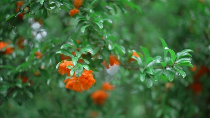 石榴树 石榴花开特写 石榴 石榴花