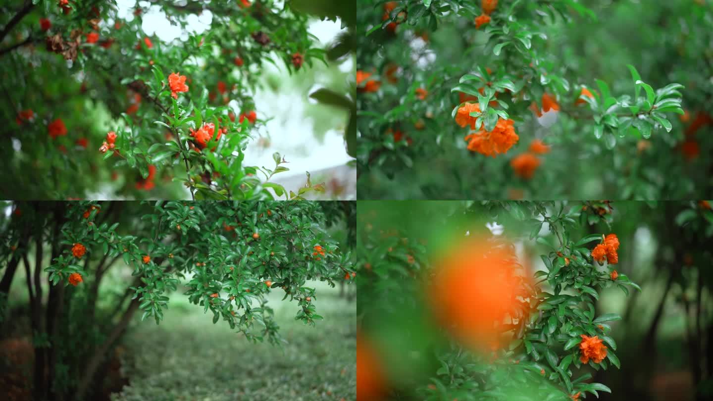 石榴树 石榴花开特写 石榴 石榴花