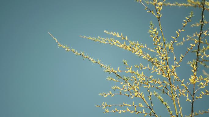 阳光植物