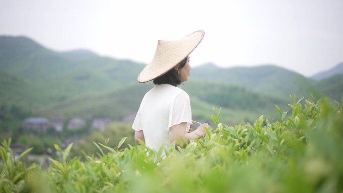 美女在茶园采茶