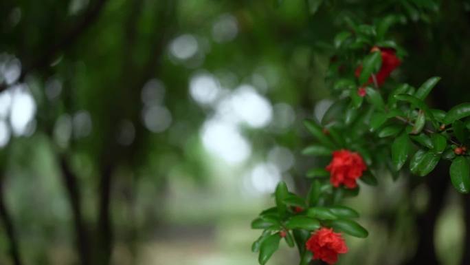 石榴树 石榴花开特写 石榴 石榴花