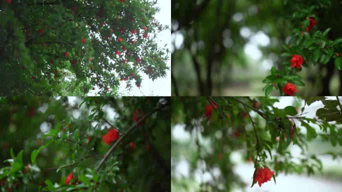 石榴树 石榴花开特写 石榴 石榴花