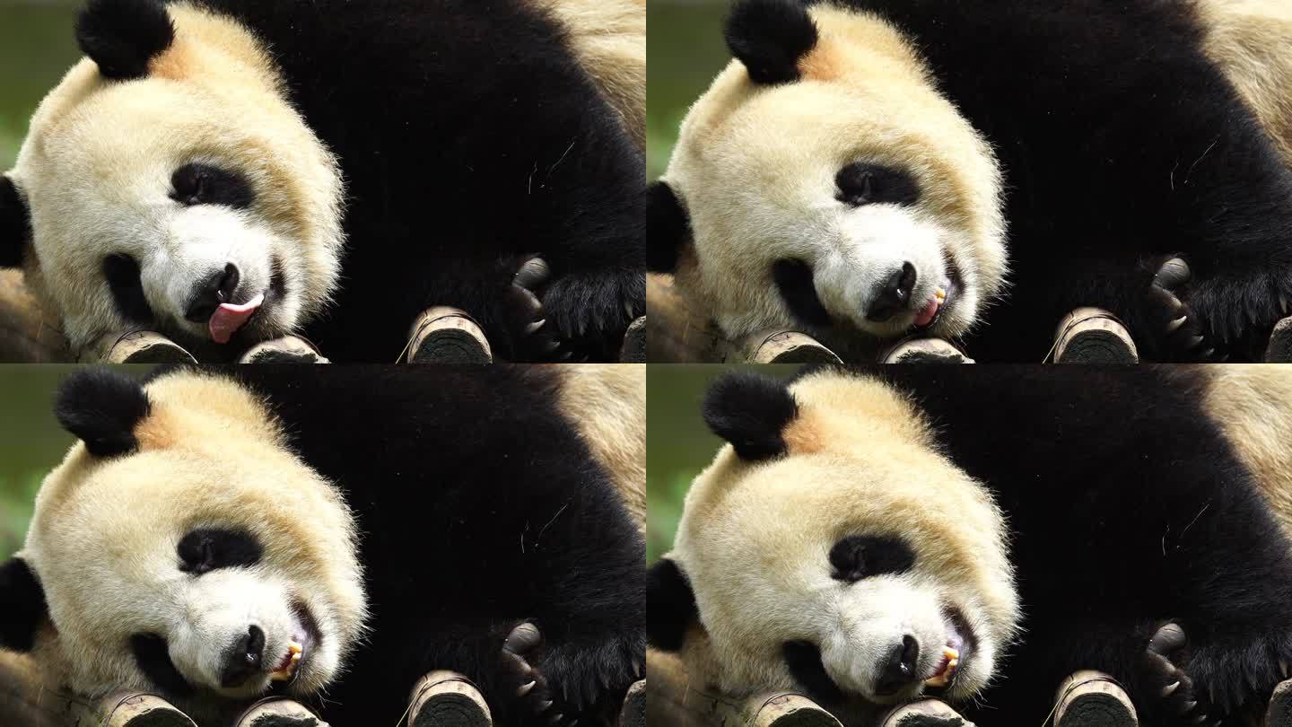 国宝大熊猫特写镜头