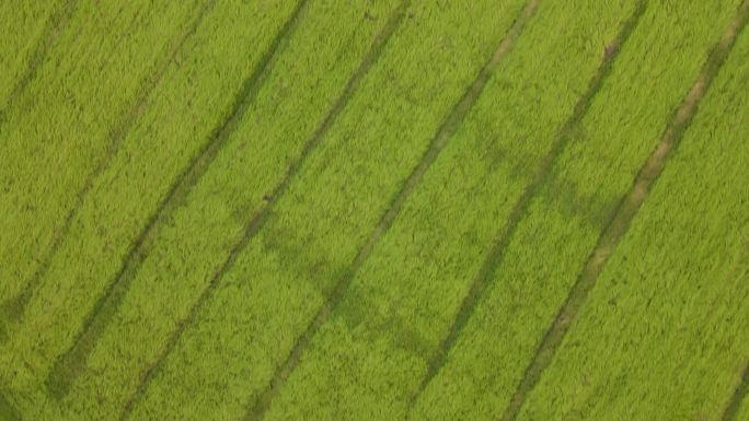 牧草   高原   青稞   绿化