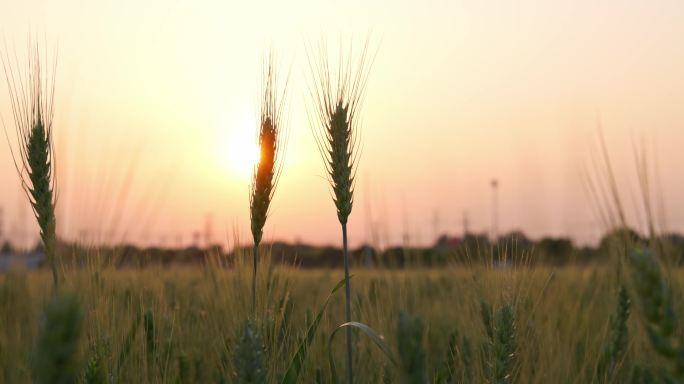 农业小麦麦地