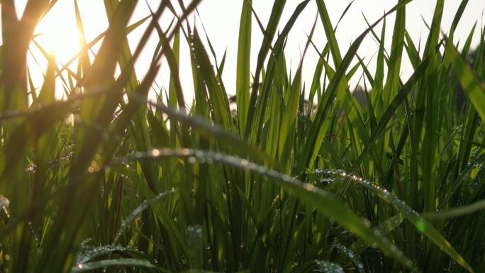 水稻农田   禾苗生长