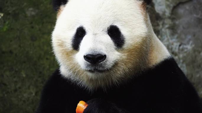 吃胡萝卜的熊猫