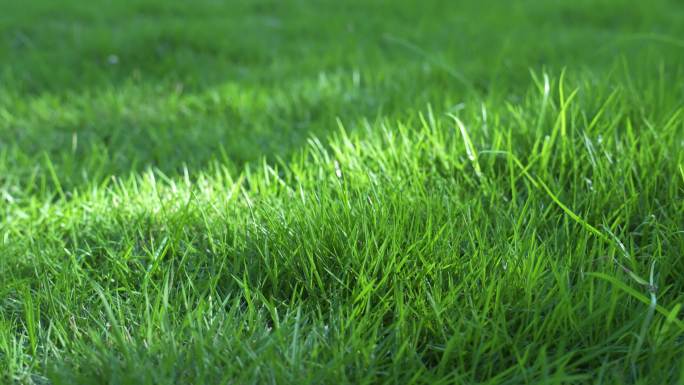 夏日光影茂盛绿草地