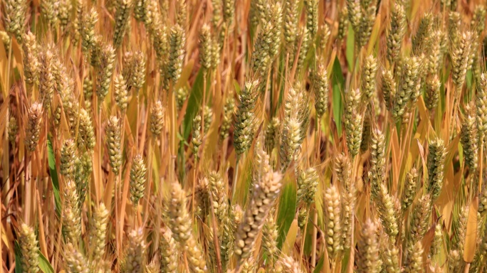 实拍成熟麦田小麦