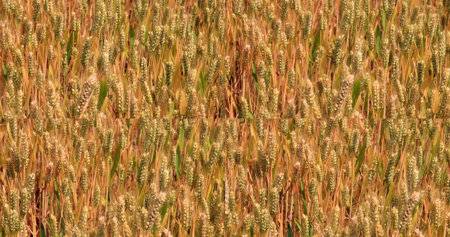 实拍成熟麦田小麦