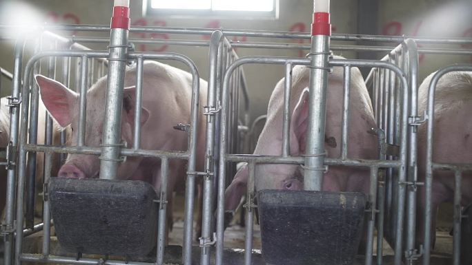 猪健康 猪瘟 猪流感 疾病监测检测成年猪