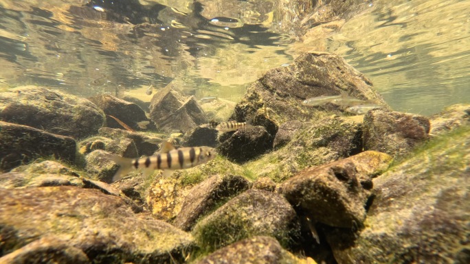 森林溪流小河鱼群-优美环境自然生态