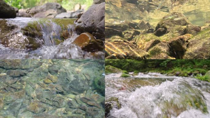 森林溪流小河鱼群-优美环境自然生态