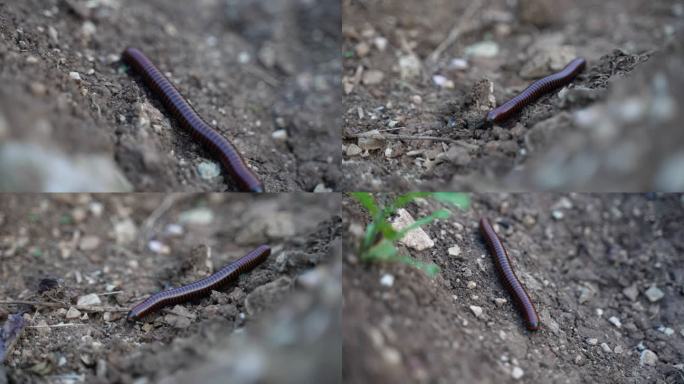 千足虫特写昆虫火车虫微生物百足虫生命科学