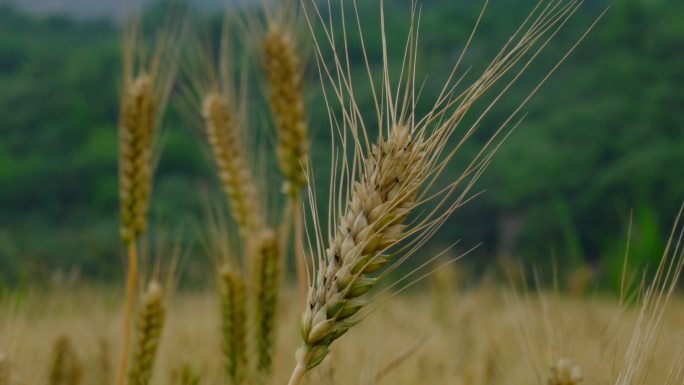 丰收的麦穗 田野 麦子 农作物 粮食