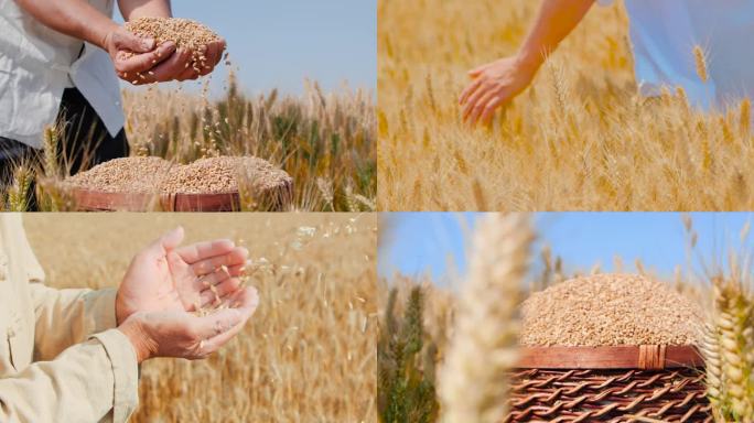 小麦麦田 麦子成熟