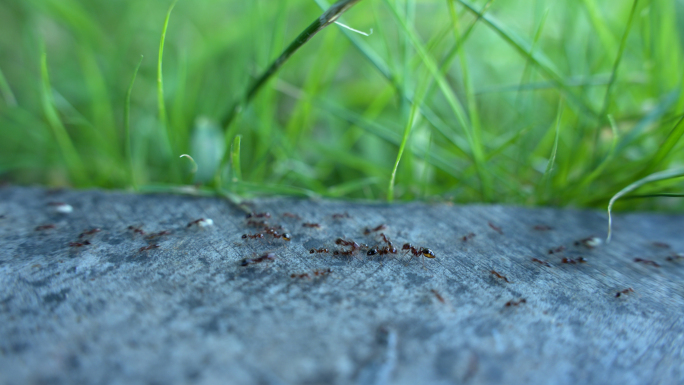 红火蚁物种入侵蚂蚁搬家