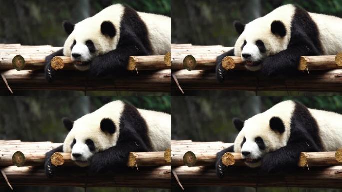 趴着的大熊猫