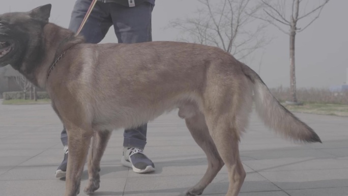 搜救犬视频素材