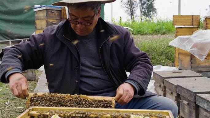 养蜂人在养蜂场忙碌劳动