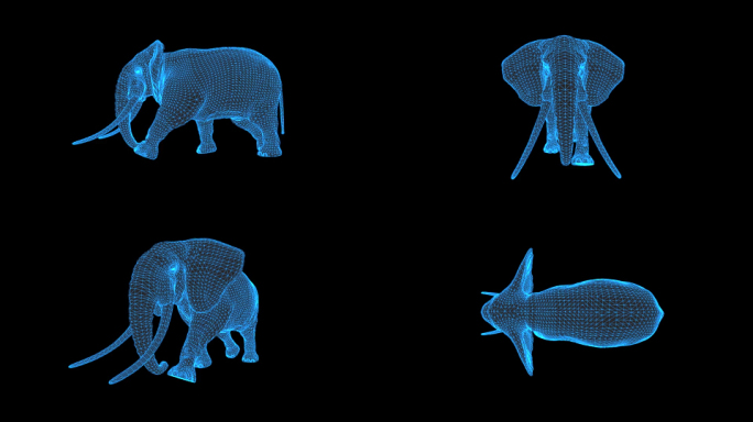 大象多角度走路