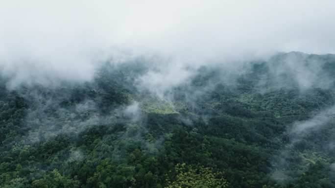 4K【合集】森林云海雾气河流小溪自然风景