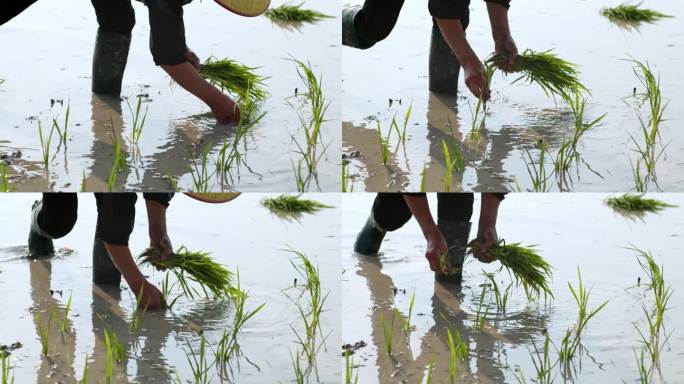 水稻种植插秧农田耕种种植大米