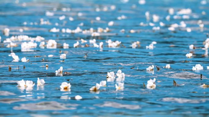 【高清4K】泸沽湖水性杨花