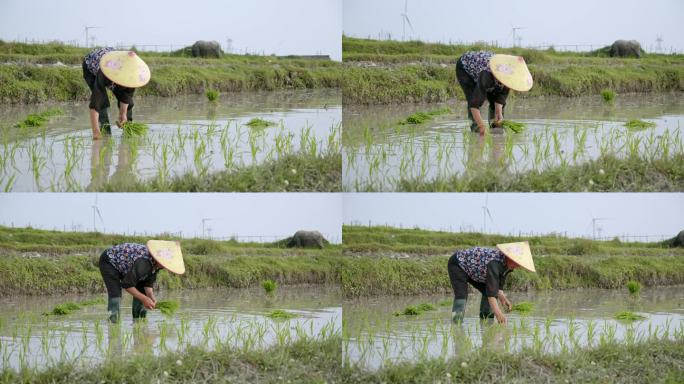 水稻种植插秧农田耕种种植大米K