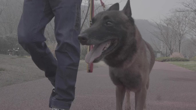 搜救犬视频素材